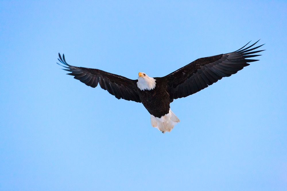 Bald Eagle flying in the sky-Haines-Alaska-USA